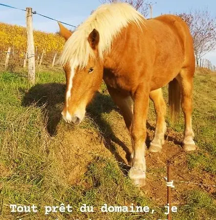 Domaine De Solemy Holiday home *